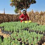 A smiling team member in a red shirt kneeling behind hundreds of small tree saplings ready to be planted in a field