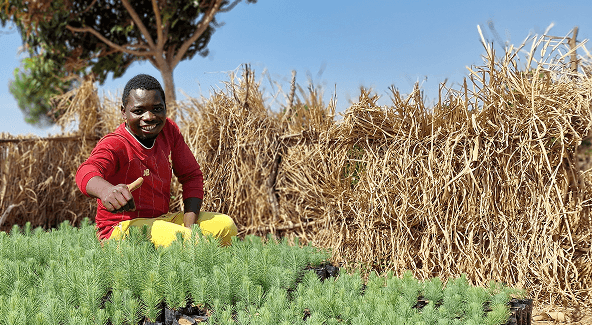 A Ripple Africa farmer in Malawi smiling beside trays of tree seedlings planted for the Gherkin wedding